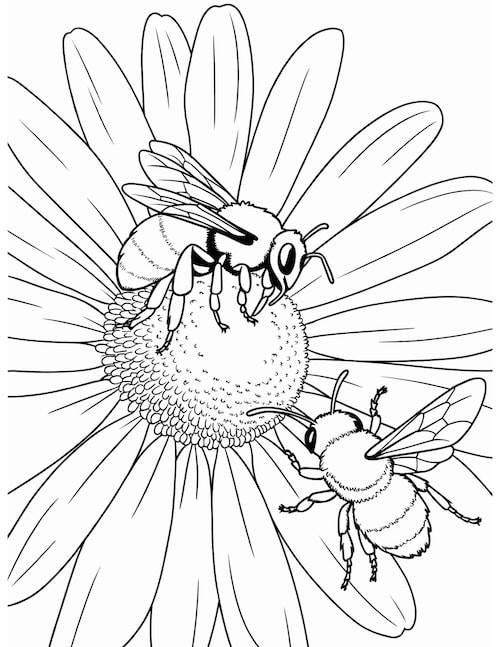 Realistic bee coloring page with two detailed bees collecting nectar from a large daisy.