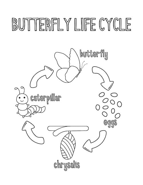 educational butterfly life cycle coloring page, illustrating the transformation from egg to caterpillar, chrysalis, and butterfly.