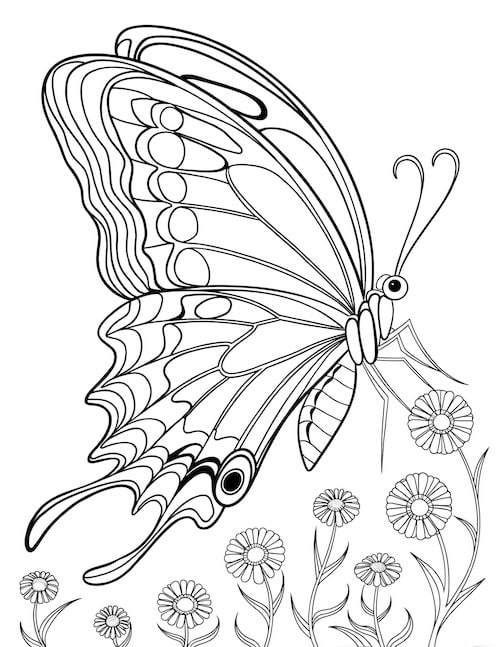 Swallowtail butterfly coloring page perched on flowers.